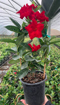 Deep Red Dipladenia